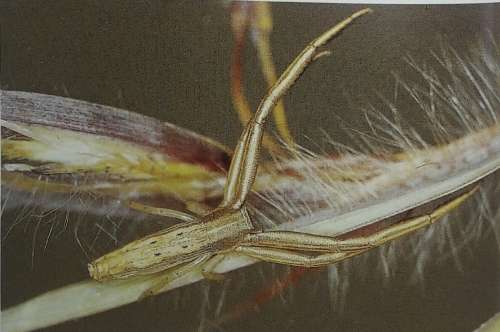 Southern African Spiders - An Identification Guide - Martin R Filmer