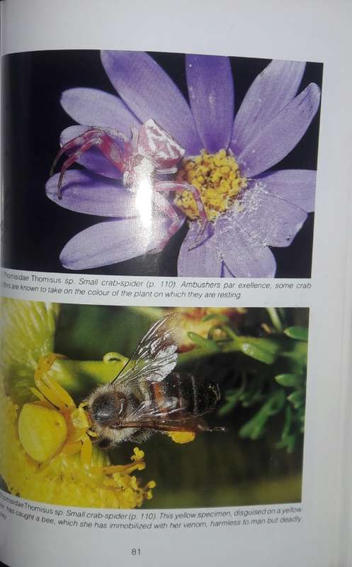 Southern African Spiders - An Identification Guide - Martin R Filmer