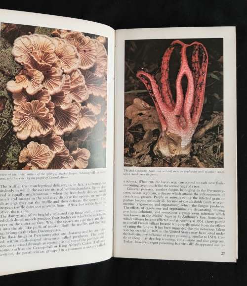 A Field Guide to the Mushrooms of South Africa by Levin, Branch, Rappoport & Mitchell