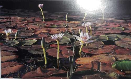 Natural Diversity Of The Cape Peninsula - Stephan Wolfart