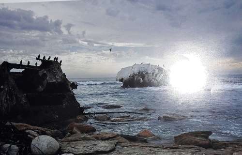 Natural Diversity Of The Cape Peninsula - Stephan Wolfart