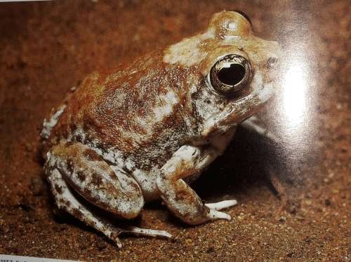 South African Frogs - Passmore & Carruthers
