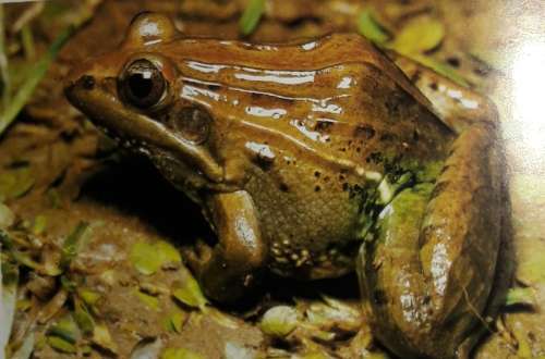 South African Frogs - Passmore & Carruthers