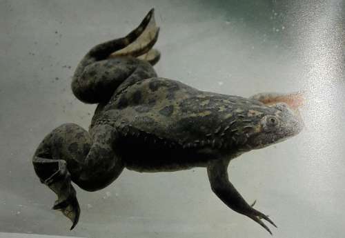 South African Frogs - Passmore & Carruthers