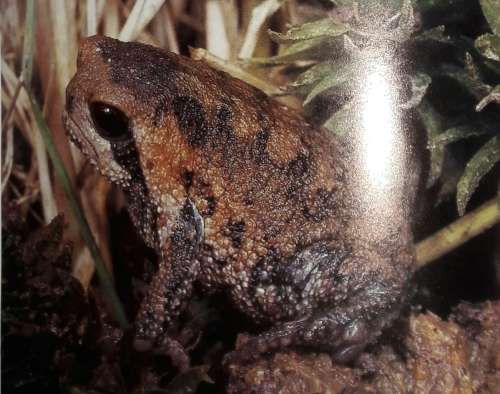 South African Frogs - Passmore & Carruthers