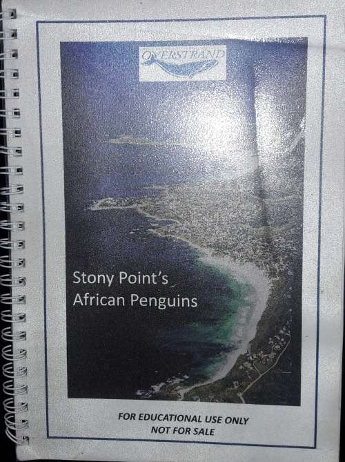 Stony Point`s African Penguins