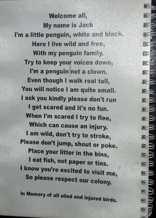 Stony Point`s African Penguins