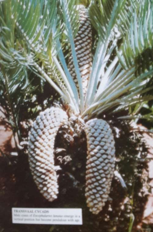 The Cycad Collection - Durban Botanic Gardens