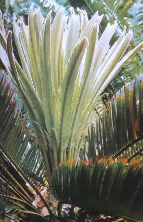 The Cycad Collection - Durban Botanic Gardens