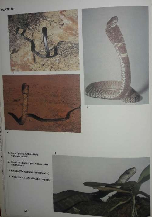 Snakes And SnakeBite - John Visser and David S Chapman