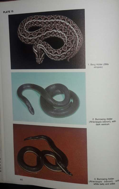 Snakes And SnakeBite - John Visser and David S Chapman