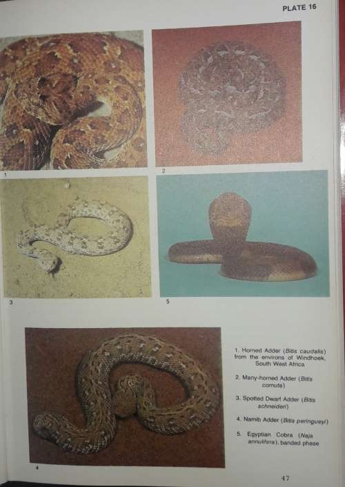 Snakes And SnakeBite - John Visser and David S Chapman