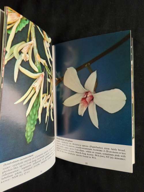 Australian Rock & Tree Orchids by Densey Clyne