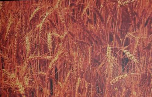 Our Land For Life - Sustainable Land Use - Edited by Silke Colquhoun