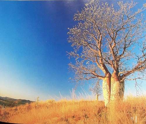 The Pocket Guide to The Kimberley - David Kirkland