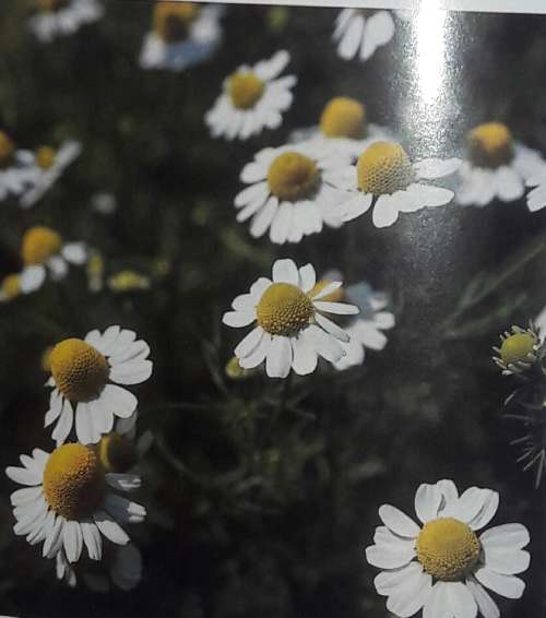 Woolworths - Cooking With Herbs & Flowers - Margaret Roberts