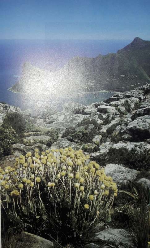 Table Mountain Walks