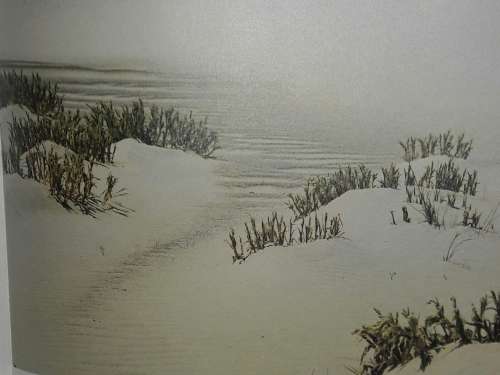 Skeleton Coast - Amy Shoeman
