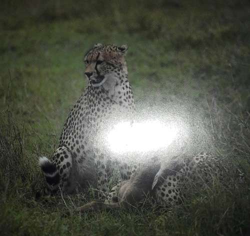 Big Cats - Barbara Radcliff Rogers