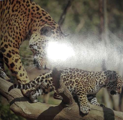 Big Cats - Barbara Radcliff Rogers