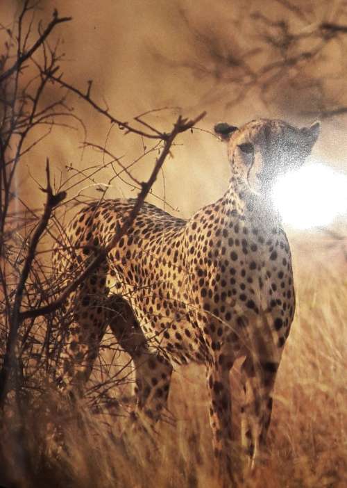 Big Cats - Barbara Radcliff Rogers