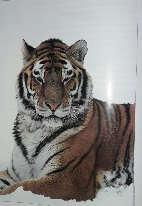 Big Cats - Barbara Radcliff Rogers
