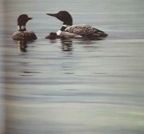 An Artist In Nature - Robert Bateman - Text by Rick Archbold