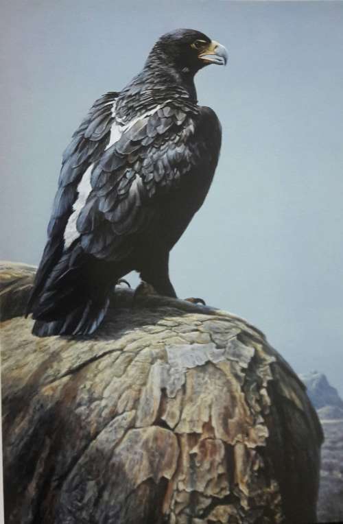 An Artist In Nature - Robert Bateman - Text by Rick Archbold
