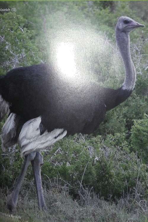 Cape Peninsula Birdlife - Roy Siegfried & Ian Sinclair