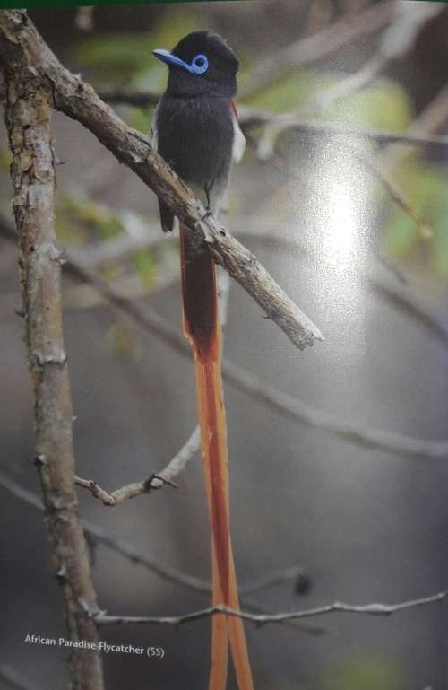 Cape Peninsula Birdlife - Roy Siegfried & Ian Sinclair