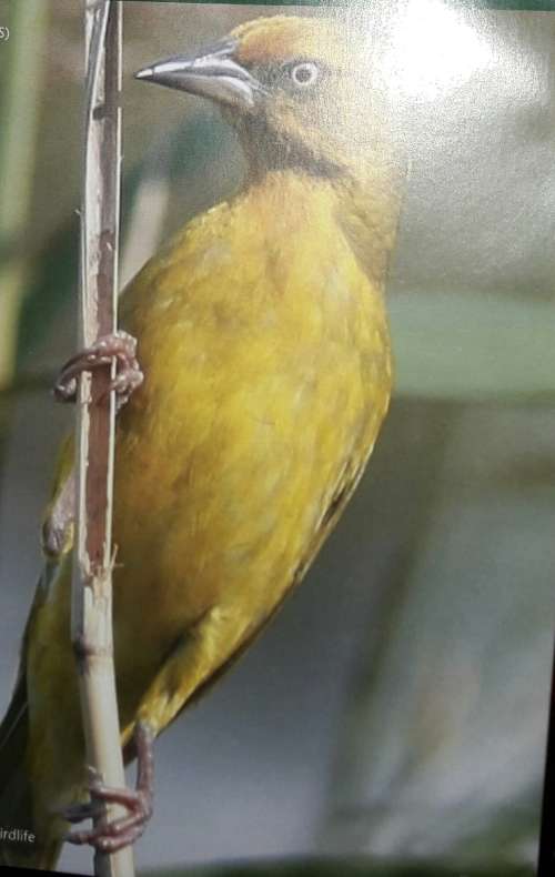 Cape Peninsula Birdlife - Roy Siegfried & Ian Sinclair