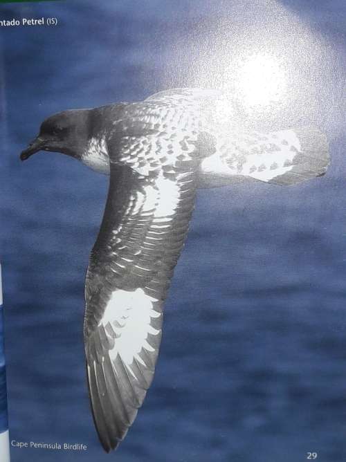 Cape Peninsula Birdlife - Roy Siegfried & Ian Sinclair