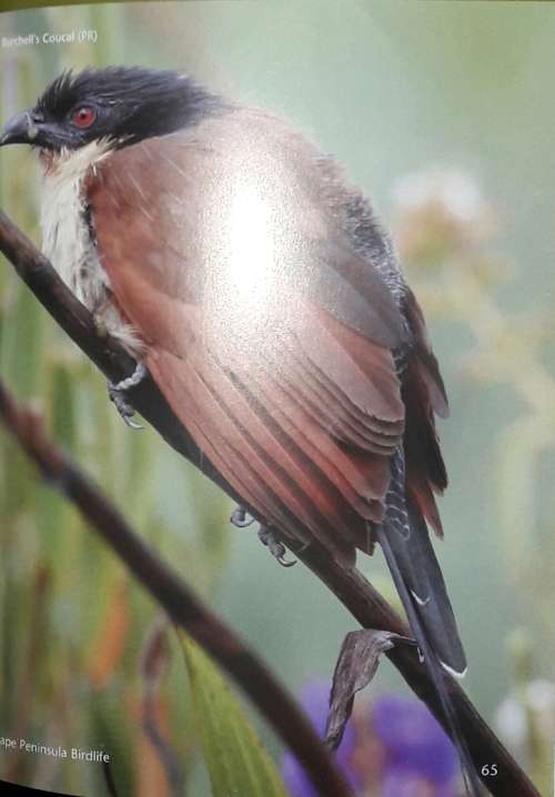 Cape Peninsula Birdlife - Roy Siegfried & Ian Sinclair