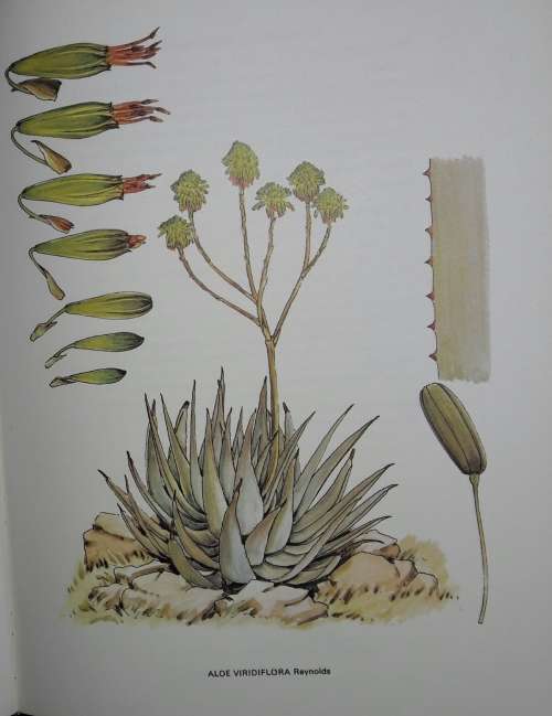 South African Aloes - Barbara Jeppe