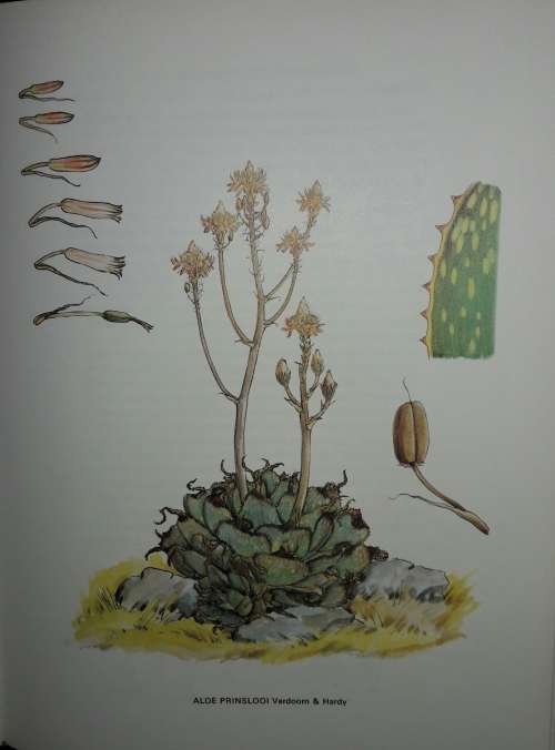 South African Aloes - Barbara Jeppe