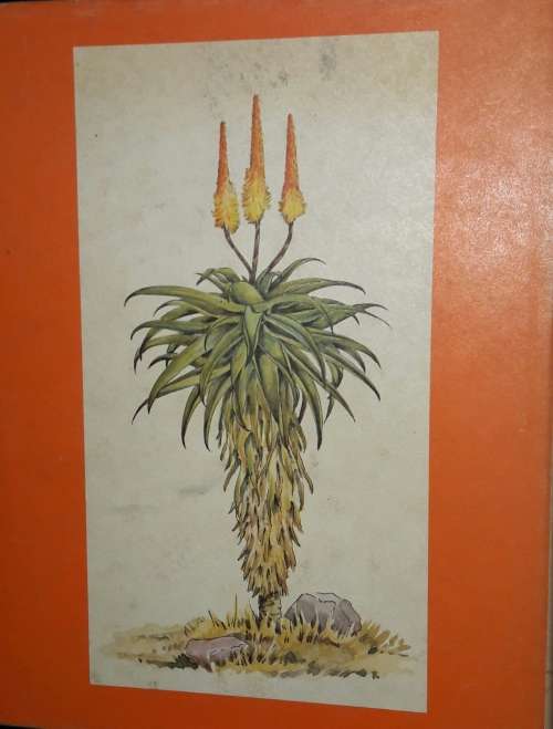 South African Aloes - Barbara Jeppe