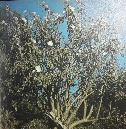 African Trees - Dorothy and Bob Hargreaves