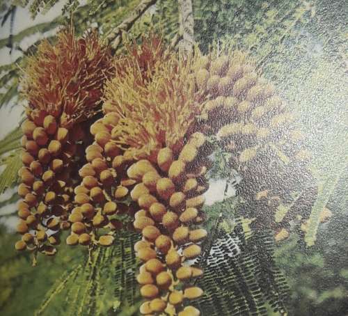 African Trees - Dorothy and Bob Hargreaves