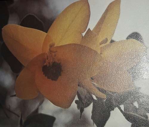 African Trees - Dorothy and Bob Hargreaves