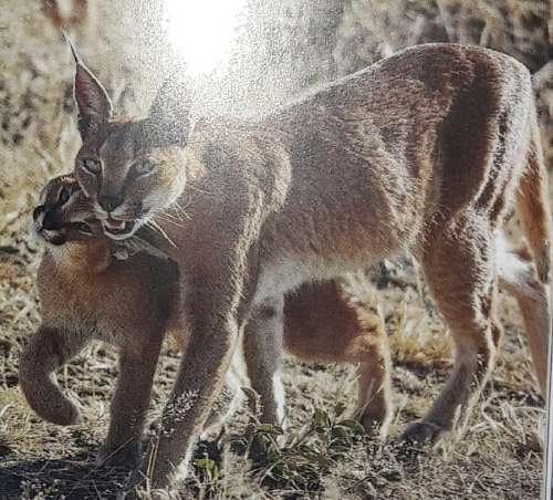 African Predators - Andrew Rae