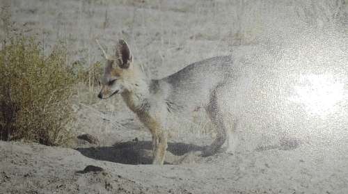African Predators - Andrew Rae