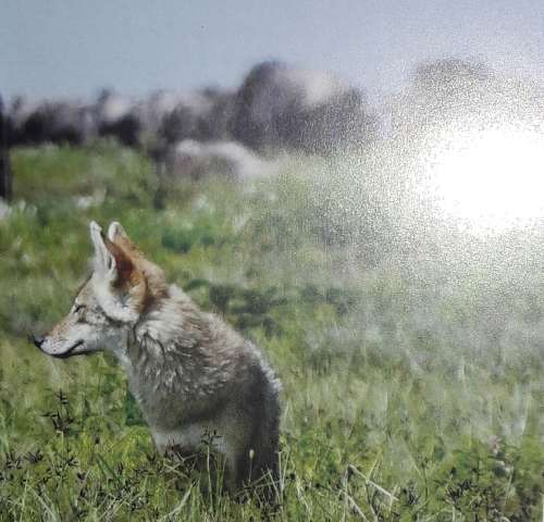 African Predators - Andrew Rae