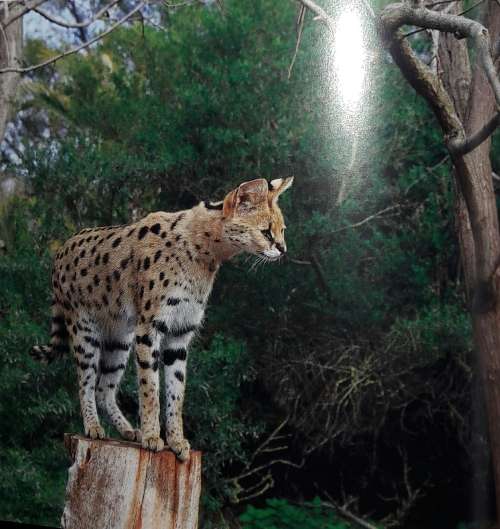 African Predators - Andrew Rae