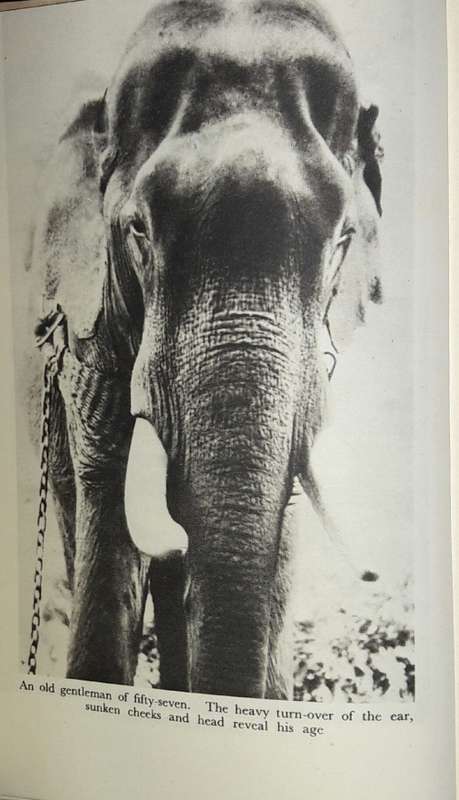 Elephant Bill - J H Williams