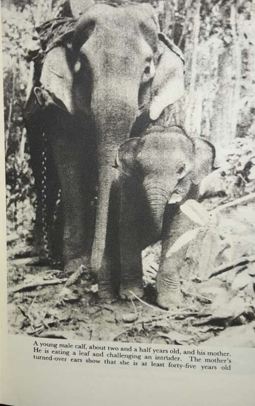 Elephant Bill - J H Williams