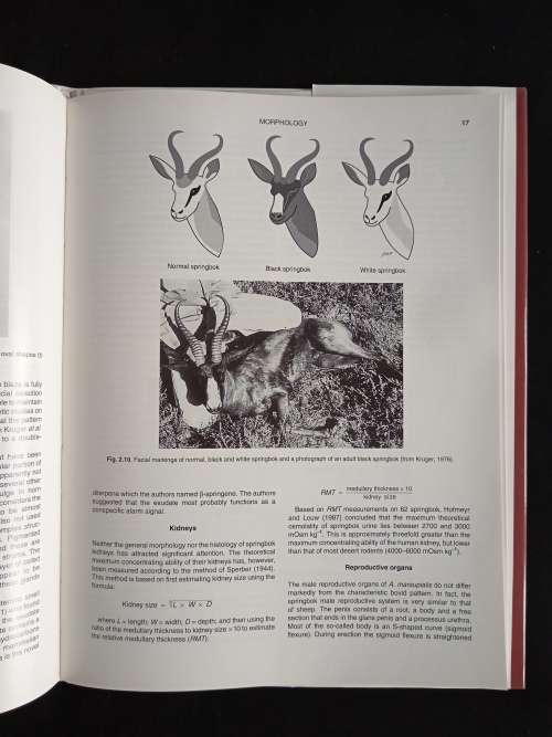 The Springbok Antidorcas marsupials (Zimmermann, 1780) by JD Skinner & GN Louw