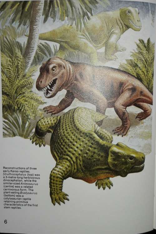 Fossil Reptiles of the South African Karoo - M A Cluver