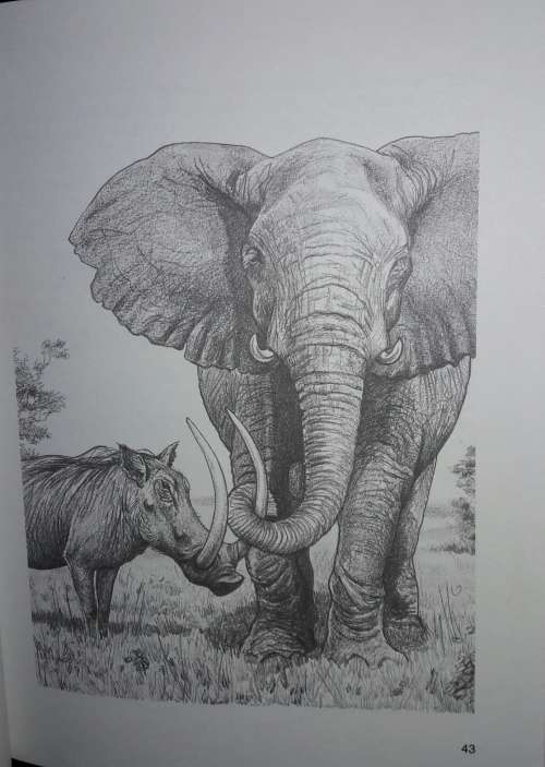 When Lion Could Fly And Other Tales From Africa