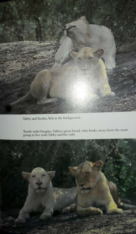 Operation White Lion - Chris McBride