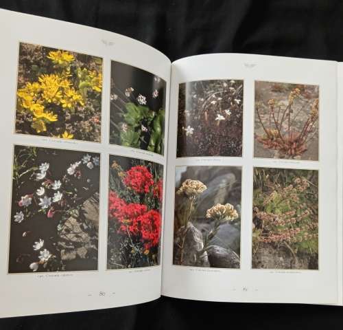 Wildflowers of the Fairest Cape by Peter Goldblatt & John Manning